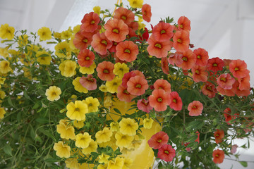 Petunien (Petunia)  gelb orange
