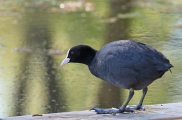  Eurasian coot