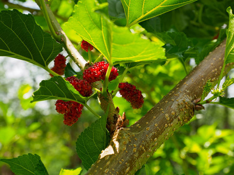 Malberry Fruits On tree Healthy fruit