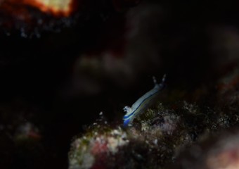 Japans underwater world