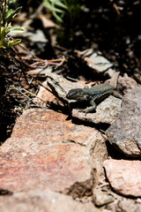 Lizard