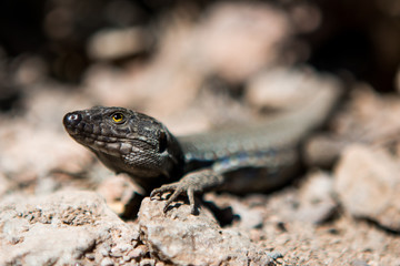 Lizard
