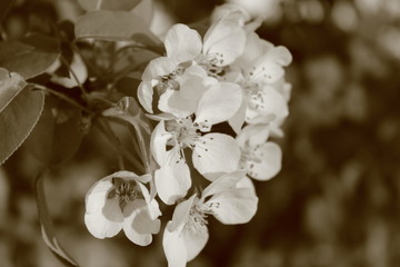 Flowering garden trees. Close-up. Images in sepia tones.