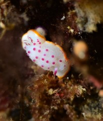 nudibanch