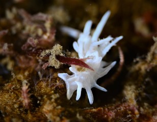 nudibanch