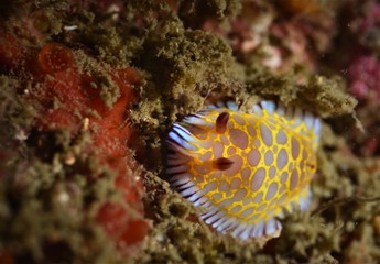 nudibanch
