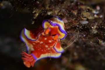 nudibanch