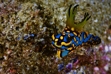 nudibanch