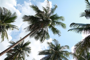Fototapeta na wymiar coconut trees with branches leaves beautiful sky with clouds ,Summer Travel concepts 