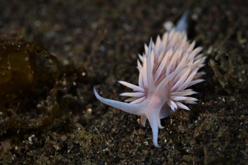 nudibanch