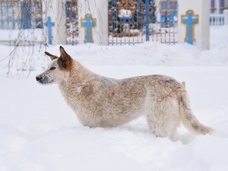 Streunender Hund in Tschernobyl