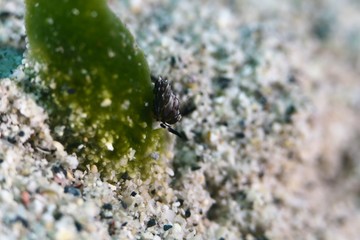 nudibanch