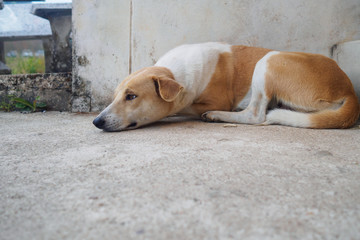Naklejka na ściany i meble Thai domestic dog sleep on the floor.