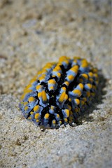 nudibanch