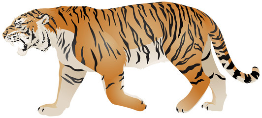Tiger walk, wild animal realistic color vector illustration