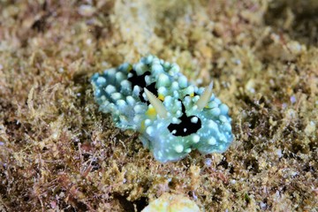 nudibanch