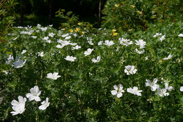 Weißer Storchschnabel (Wiesengeranien) vor gelben Blüten.