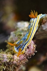 nudibanch