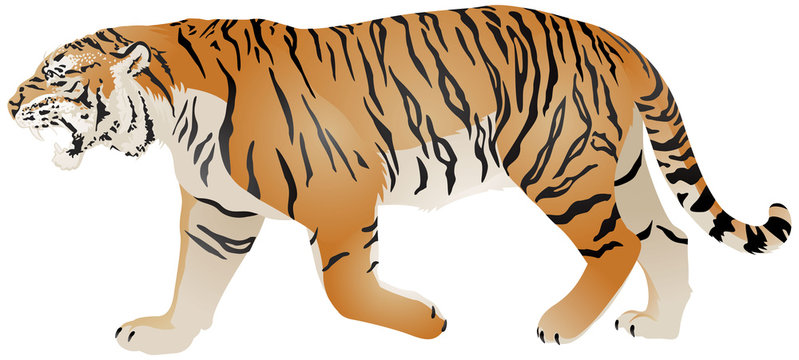 Tiger walk, wild animal realistic color vector illustration