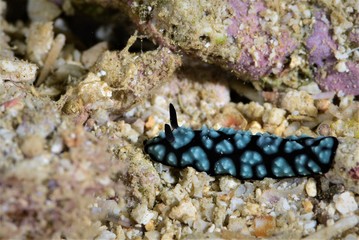 nudibranch