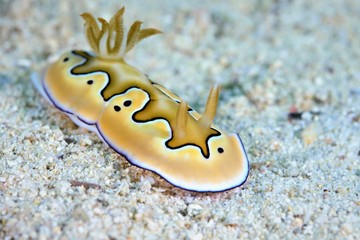 nudibranch