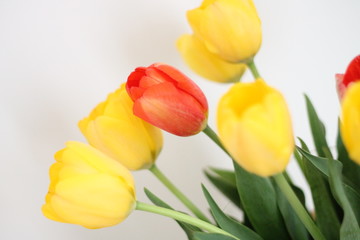 tulipany 3