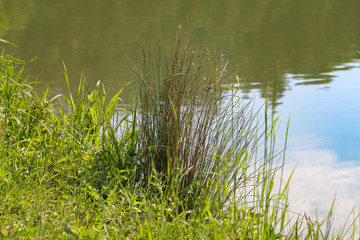 Sedge bush on the lake shore