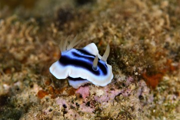 nudibranch