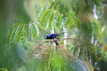 Apo myna (Basilornis mirandus) in Mt.Kitanglad,Mindanao,Philippines