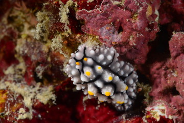 nudibranch