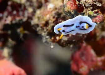 nudibranch