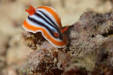 nudibranch