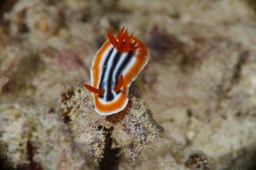nudibranch