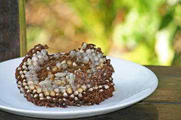 steamed wasp's nest, northern traditional Thai food