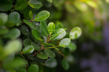 Plant with rain water drop and Saplings of plant sunlight over green background environment