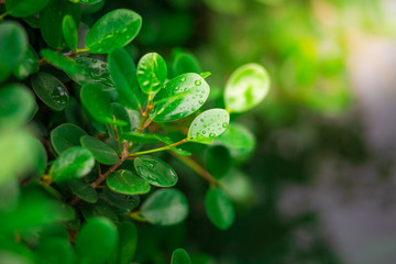 Plant with rain water drop and Saplings of plant sunlight over green background environment