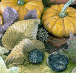 autumn still life