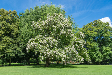 Blühender Trompetenbaum