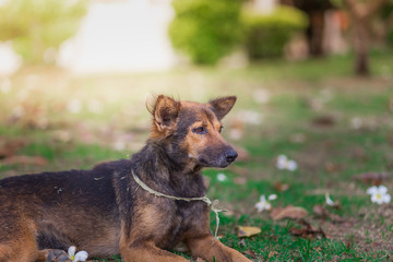 Amazing portrait of young dog during sunset sitting in grass on blurred background