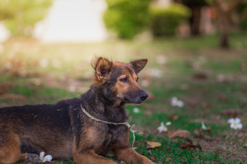 Amazing portrait of young dog during sunset sitting in grass on blurred background