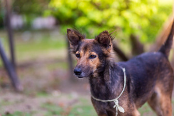 Amazing portrait of young dog during sunset standing in grass on blurred background