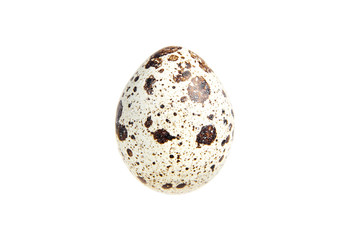 Quail spotted egg, isolated on a white background