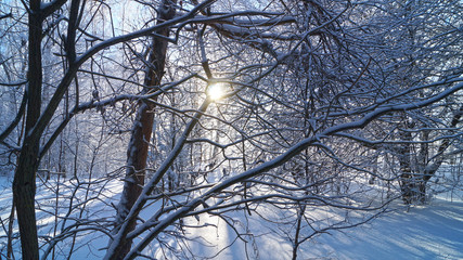 Winter forest