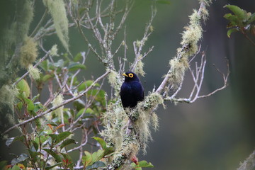 Apo myna (Basilornis mirandus) in Mt.Kitanglad,Mindanao,Philippines