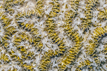 Caribbean coral reef brain coral