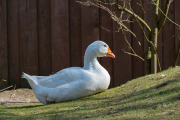 Hausgans auf einer Wiese