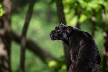 Black Panther Animal