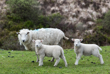 mother sheep with cute little spring lambs grazing in a field © Gabriel Cassan
