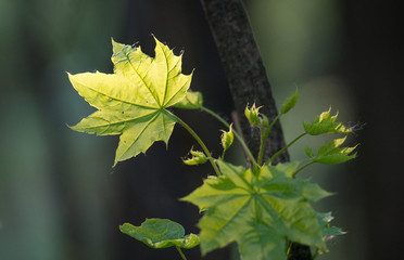 maple © Olga