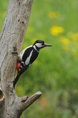 Picchio rosso maggiore maschio (Dendrocopos major)
